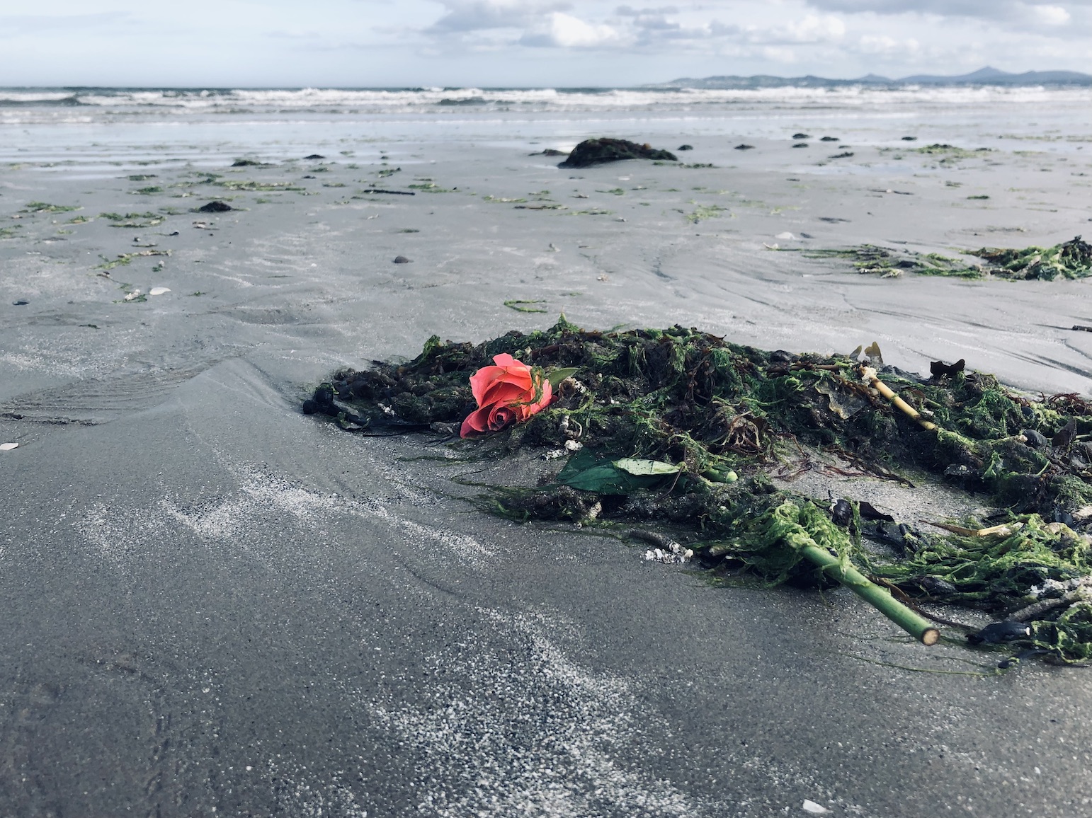 A rose washed up on the beach, at North Bull Island in Dublin.